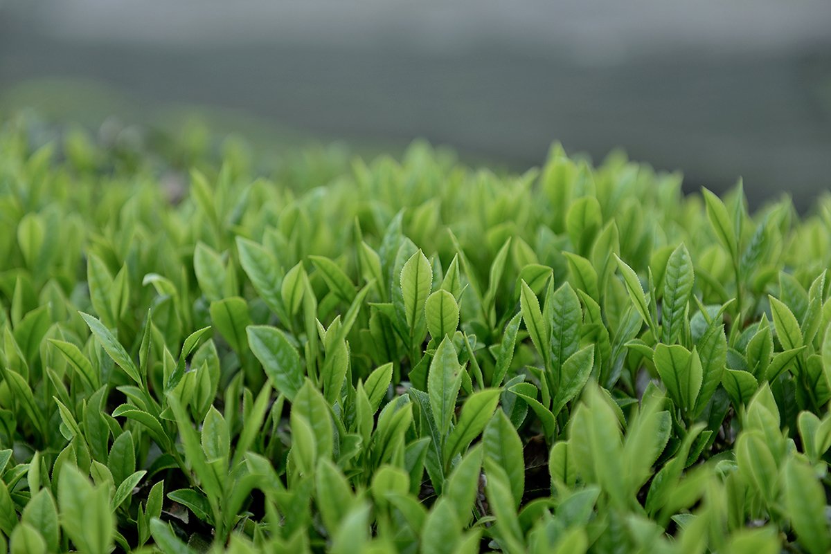 深圳VI設(shè)計  深圳VI策劃  茶查理茶業(yè)品牌形象設(shè)計  場景拍攝
